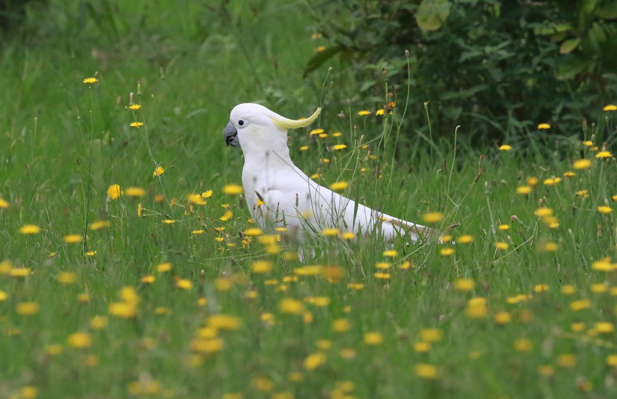 Sulphur-crested Cockatoo - ML203199311