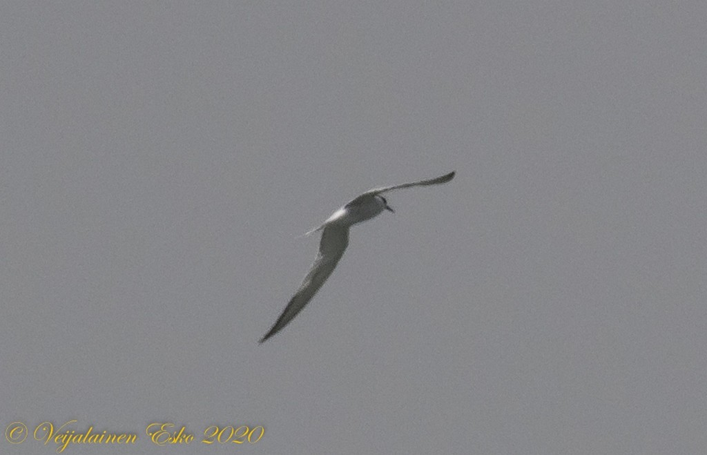 Common Tern - Esko Veijalainen