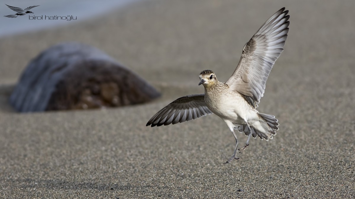 Pacific Golden-Plover - ML203202531