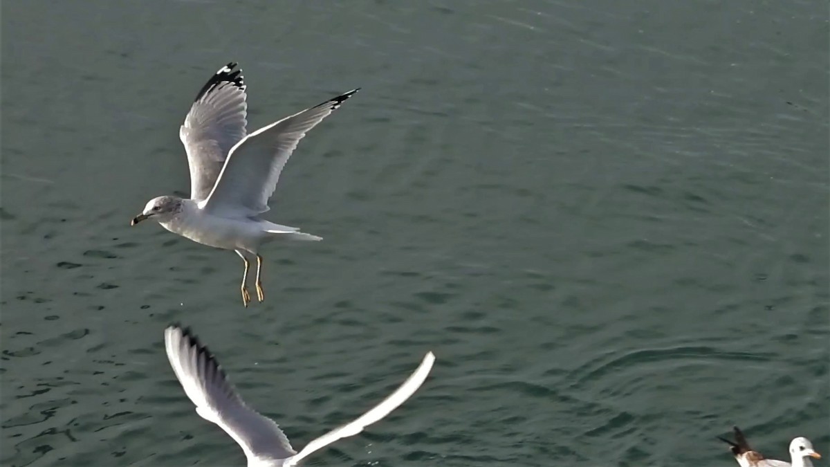 Ring-billed Gull - ML203203571