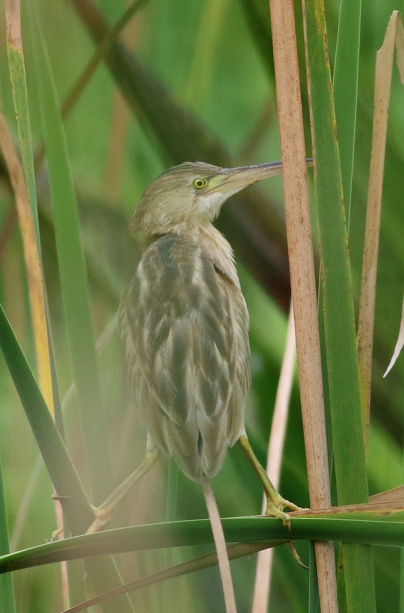 Yellow Bittern - ML203203981