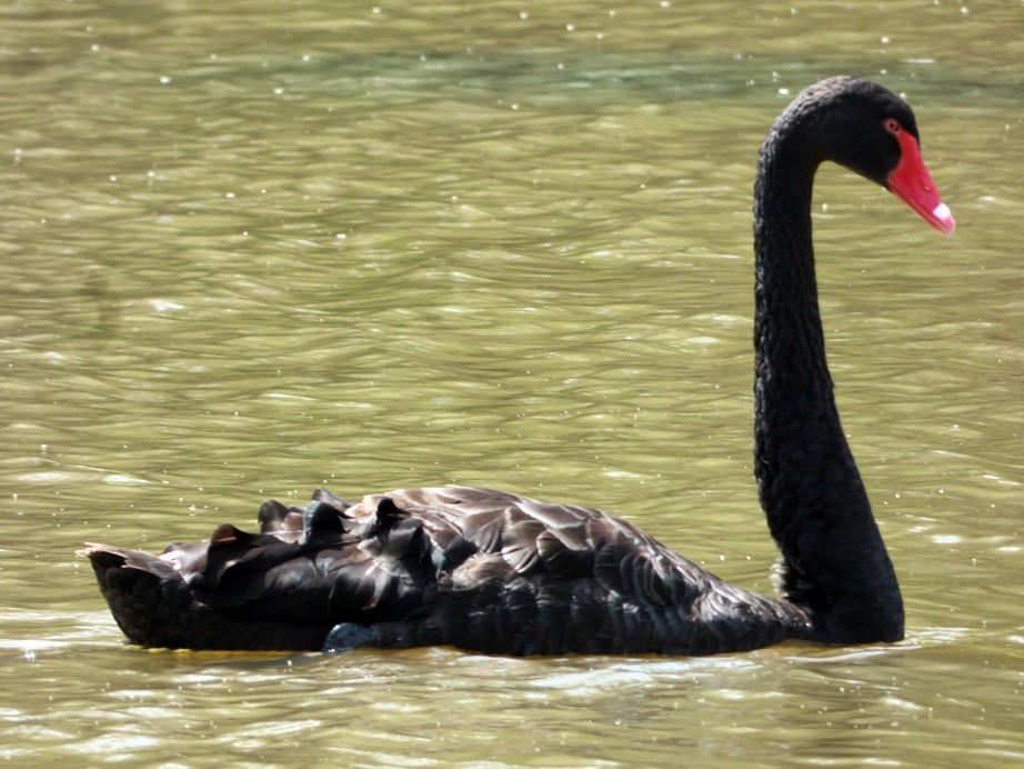 Black Swan - Alfons  Lawen