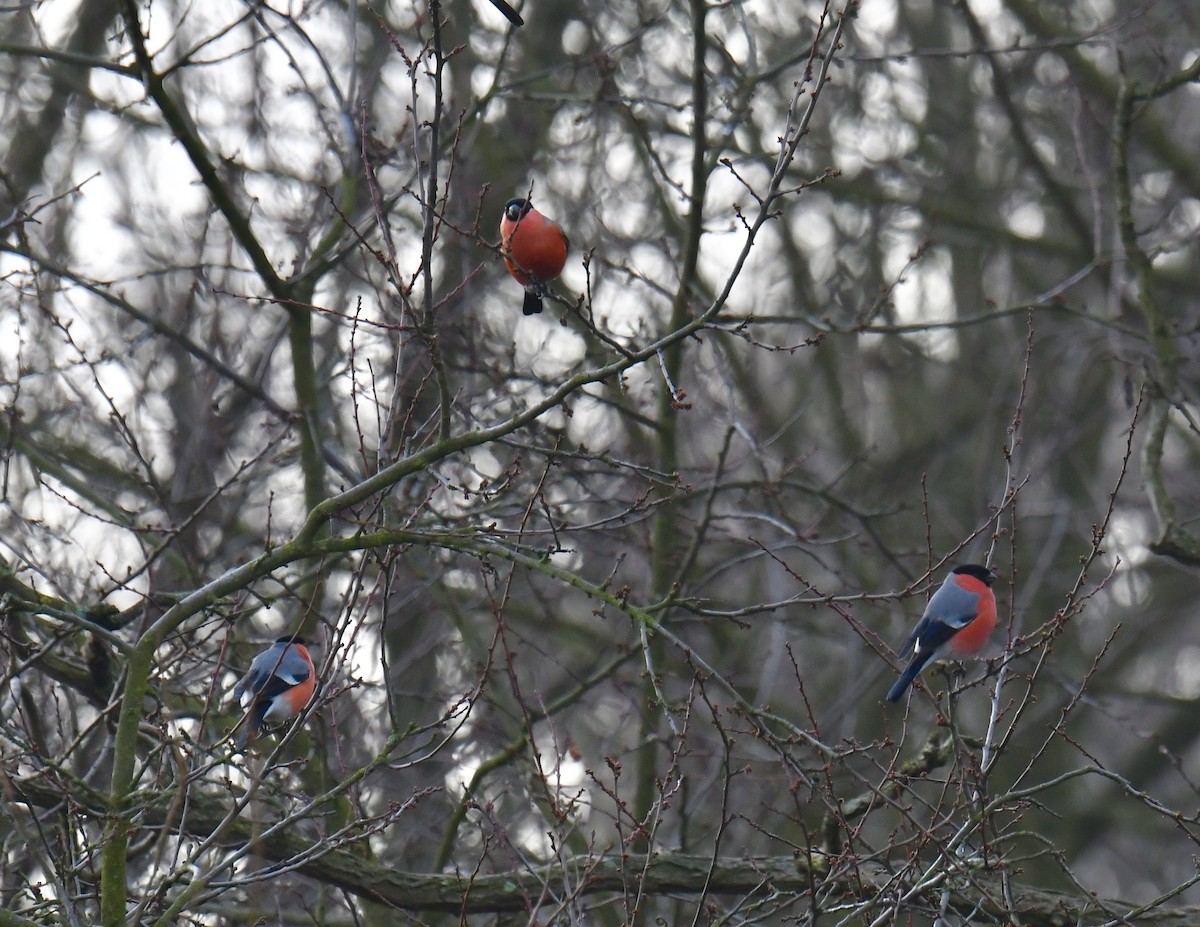 Eurasian Bullfinch - ML203207771