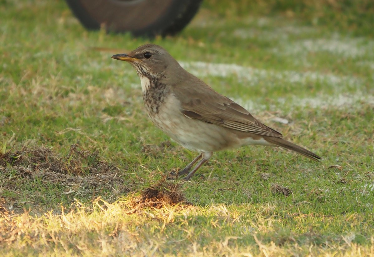 Black-throated Thrush - Alf Petersson