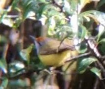 Mountain Tailorbird - ML203209441