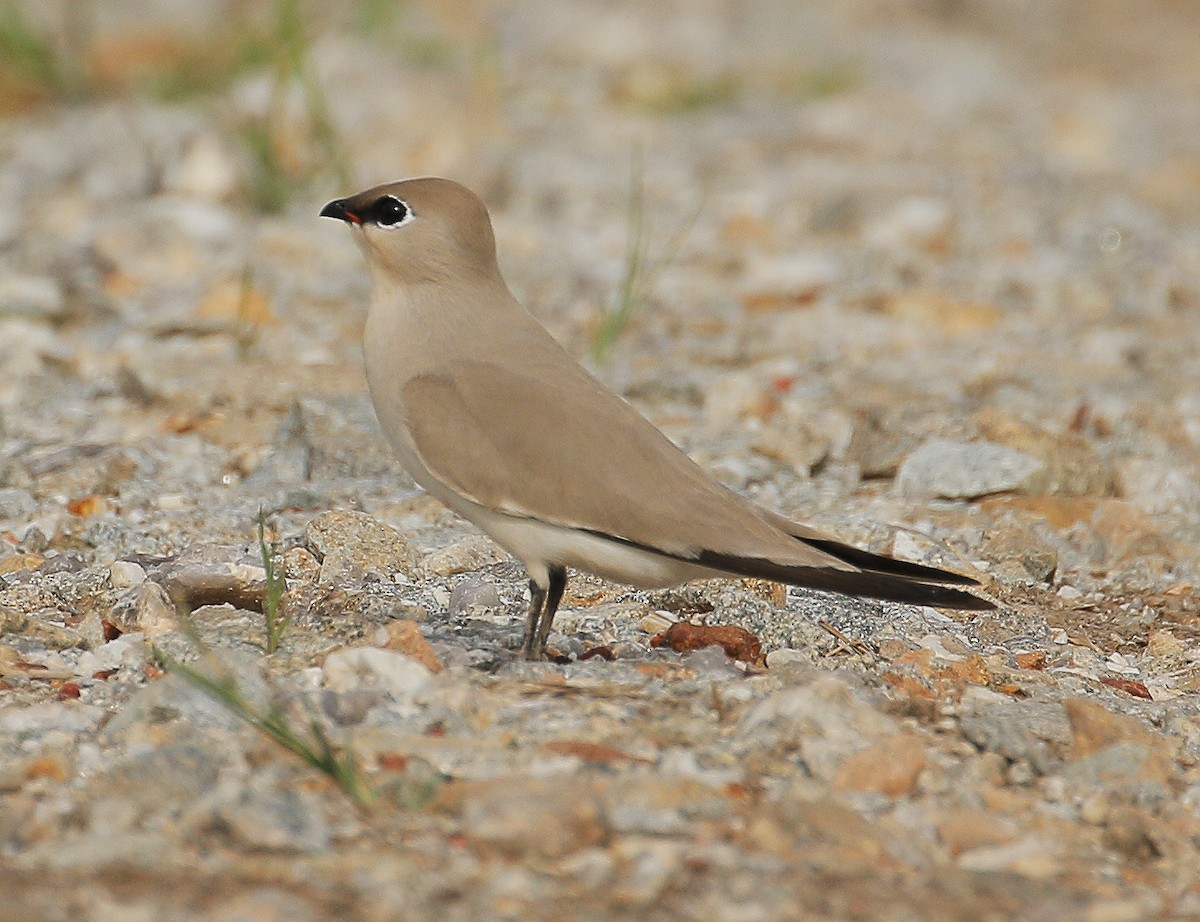 Small Pratincole - ML203209671