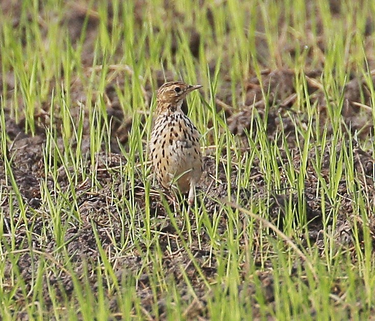 Red-throated Pipit - ML203209811