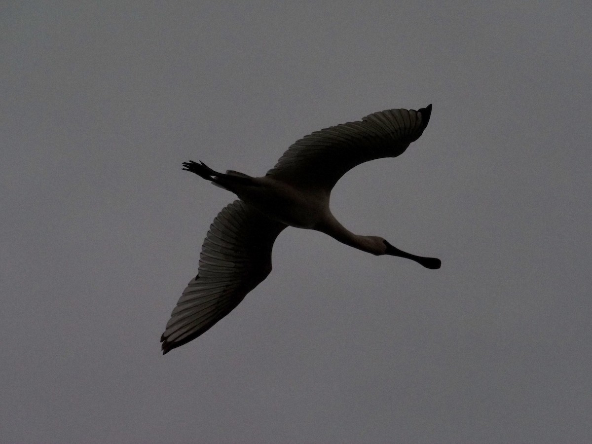 Black-faced Spoonbill - ML203209941