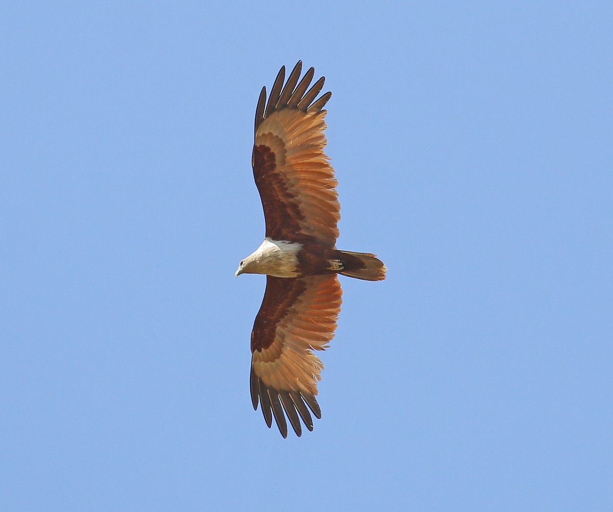 Brahminy Kite - ML203210591