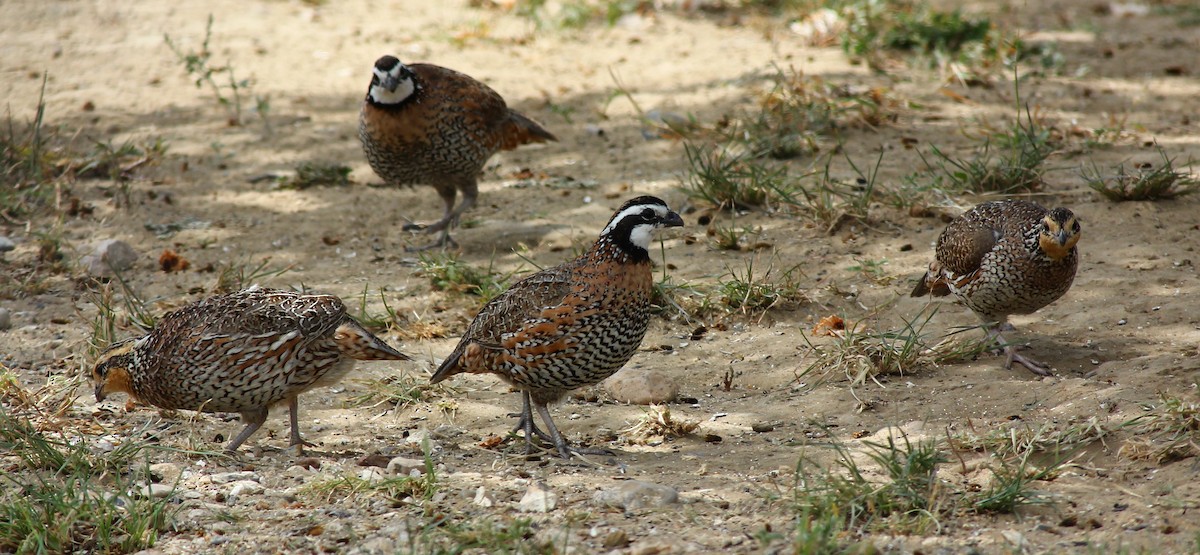 Northern Bobwhite - Devin Griffiths