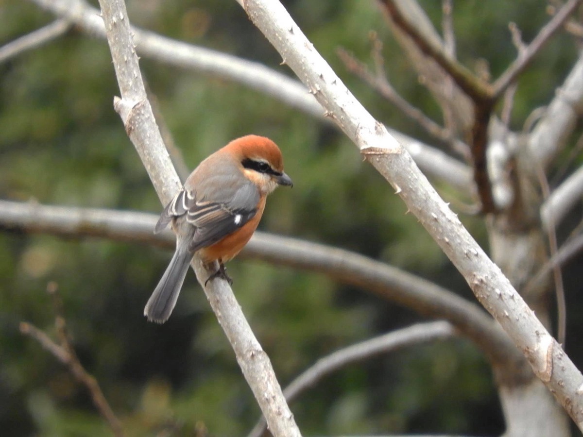 Bull-headed Shrike - ML203213761