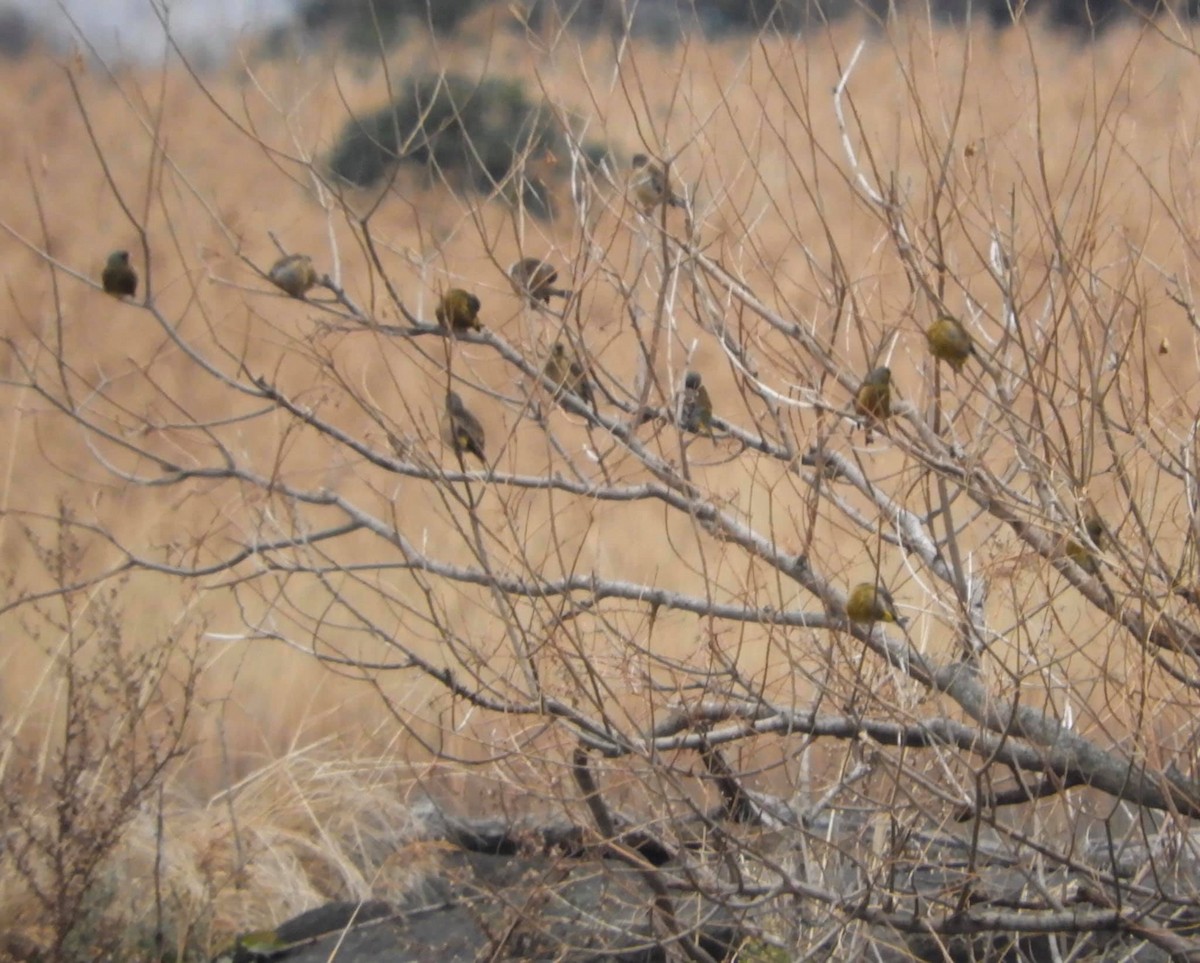 Oriental Greenfinch - ML203213961