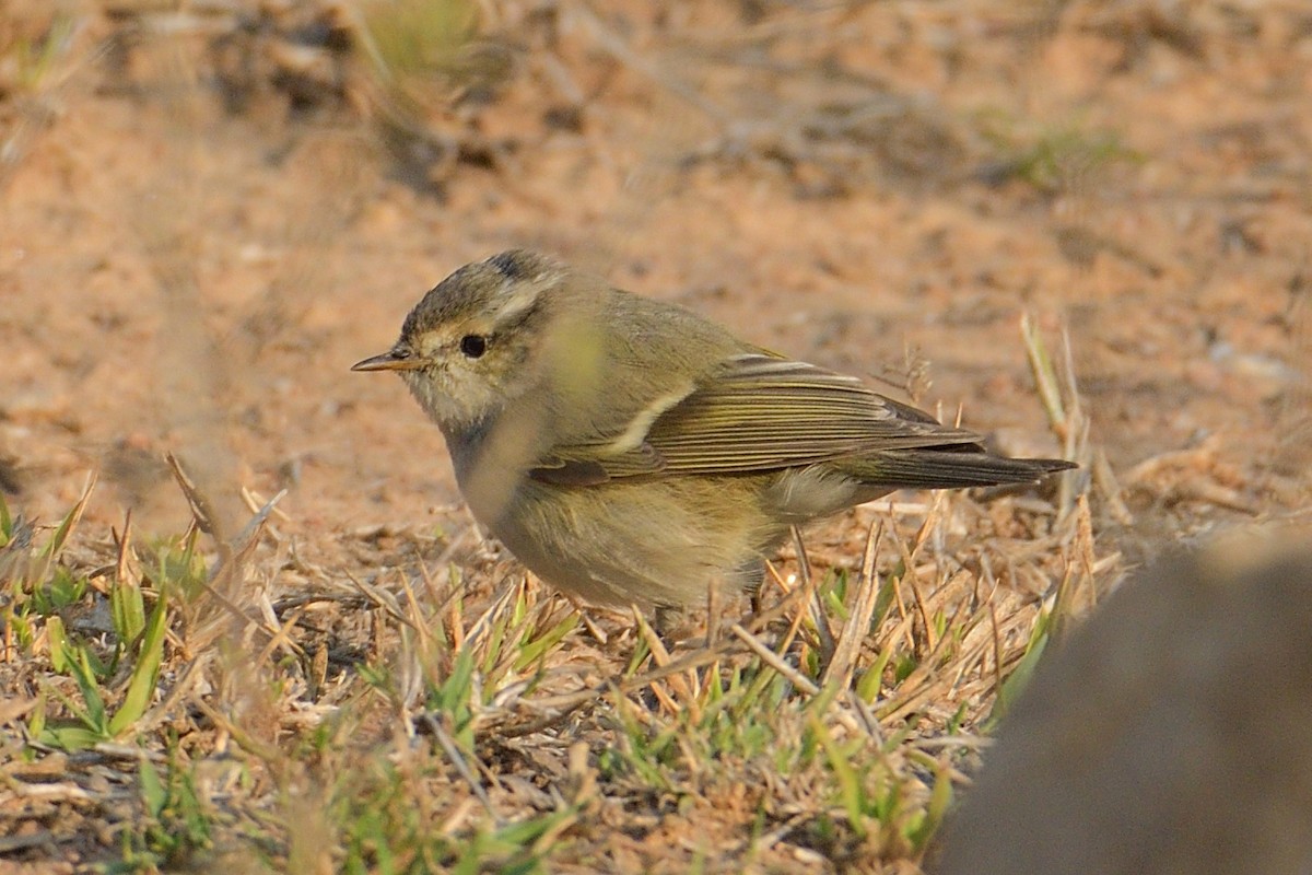 Hume's Warbler - ML203215911