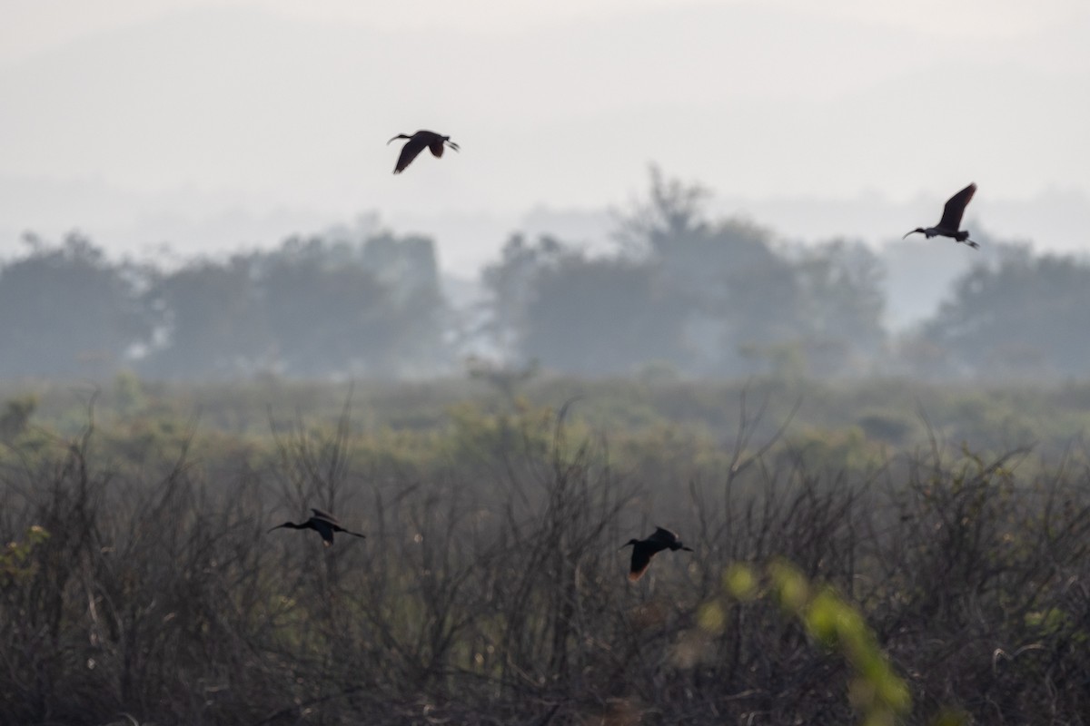 ibis hnědý - ML203217881