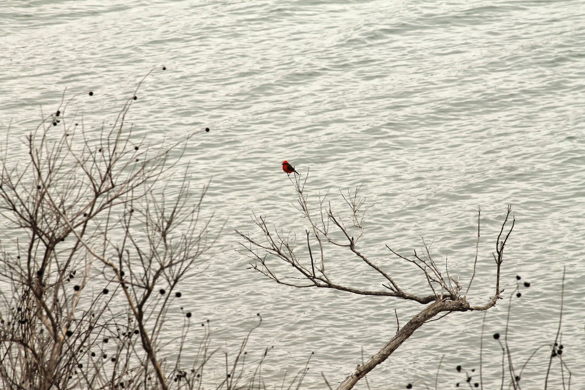 Vermilion Flycatcher - ML203218641