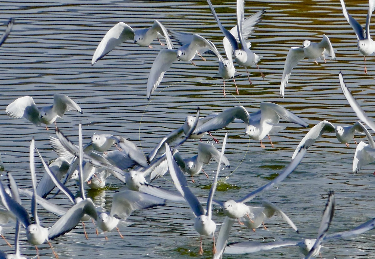 Mouette rieuse - ML203218921