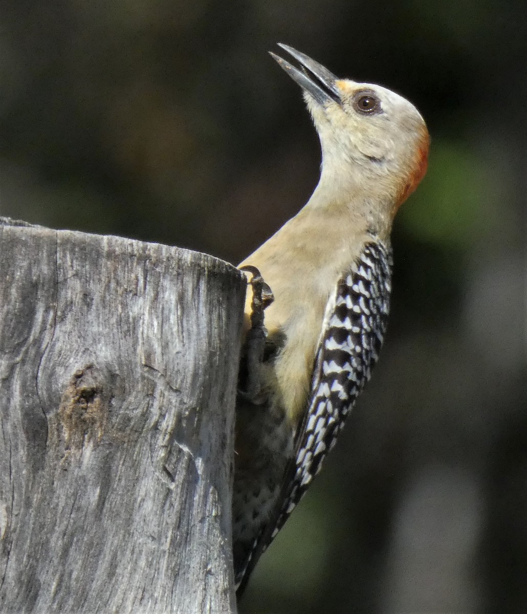Red-crowned Woodpecker - ML203219221