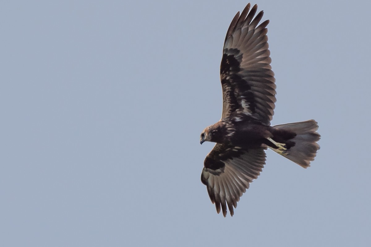 Eastern Marsh Harrier - ML203219831