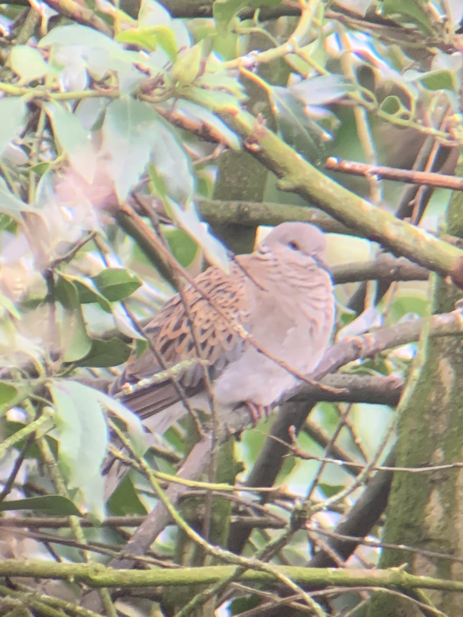 European Turtle-Dove - ML203221221