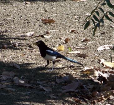 Yellow-billed Magpie - ML203221991