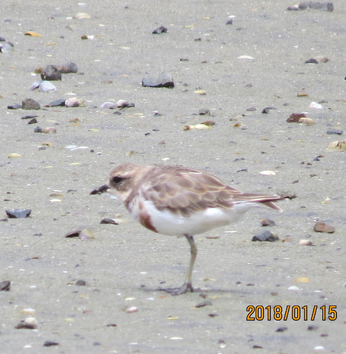 Double-banded Plover - ML203222851