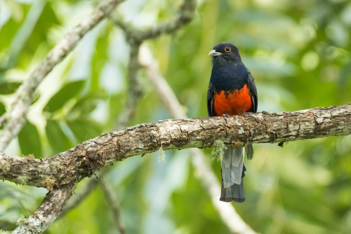 trogon surucua (ssp. aurantius) - ML203222871