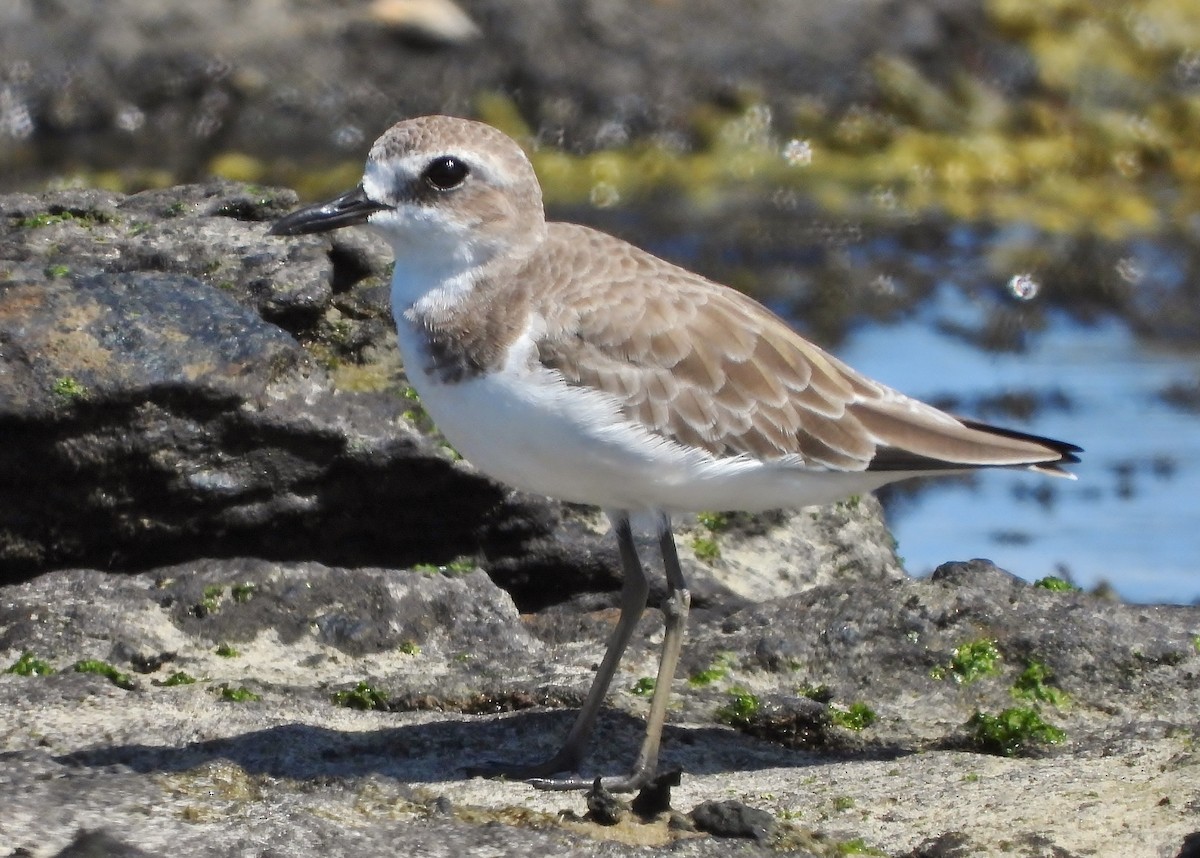 Greater Sand-Plover - ML203223121