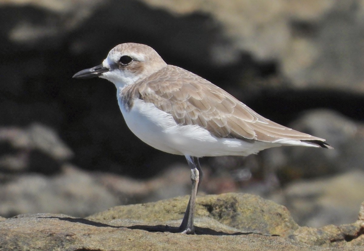 Greater Sand-Plover - ML203223141