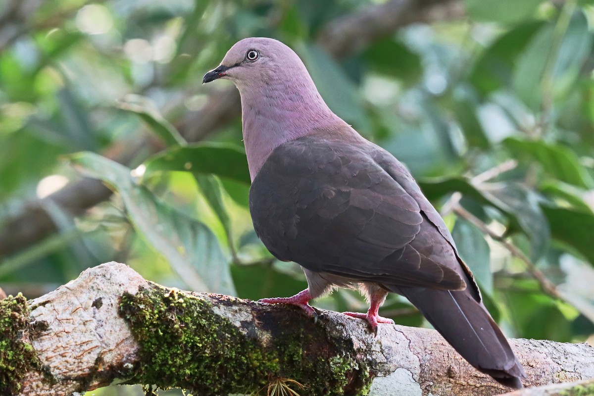 Plumbeous Pigeon - ML203223811