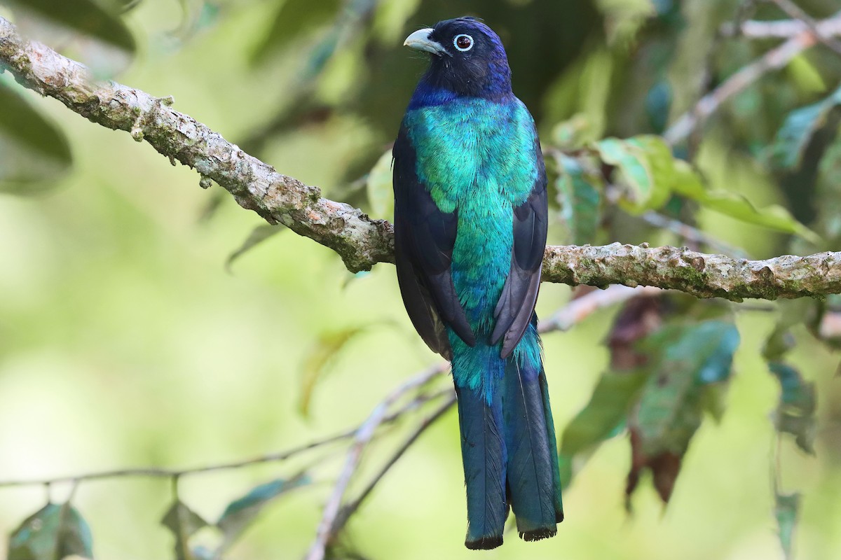 Green-backed Trogon - ML203223931