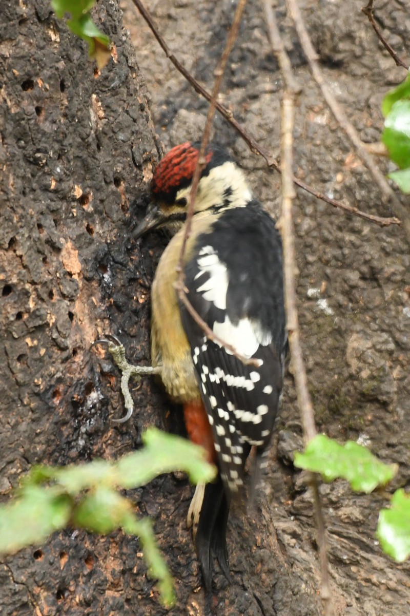 Himalayan Woodpecker - ML203224111