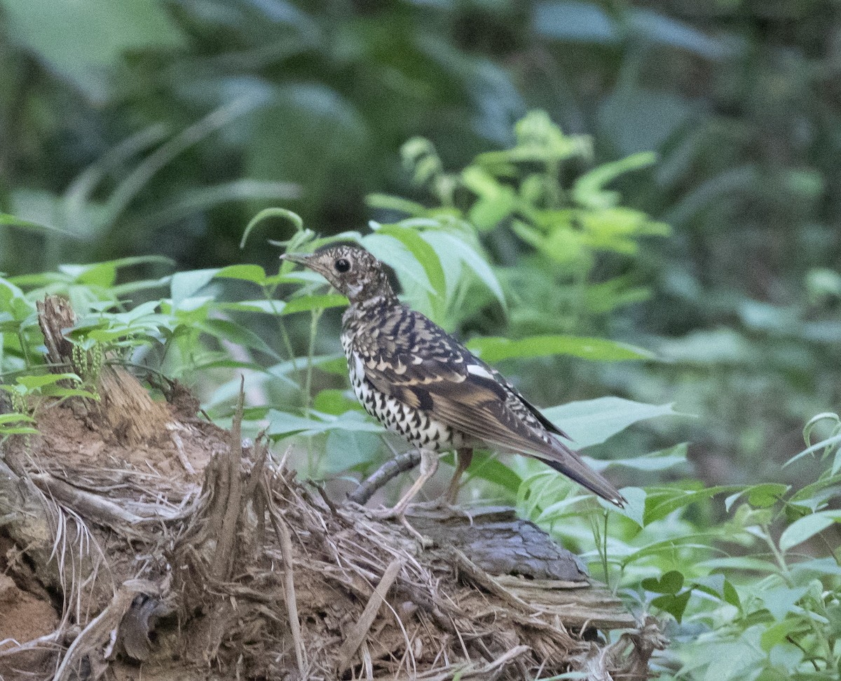 White's Thrush - ML203224141