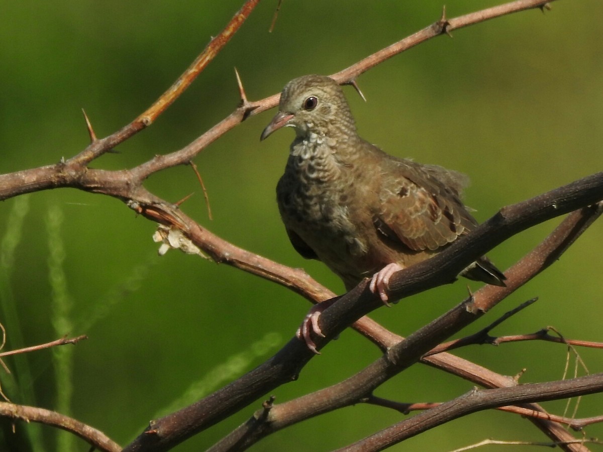 Common Ground Dove - ML203224261