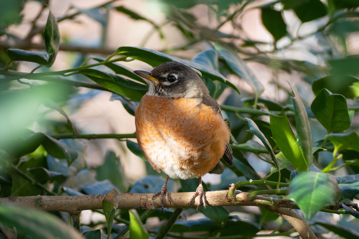 American Robin - ML203224921