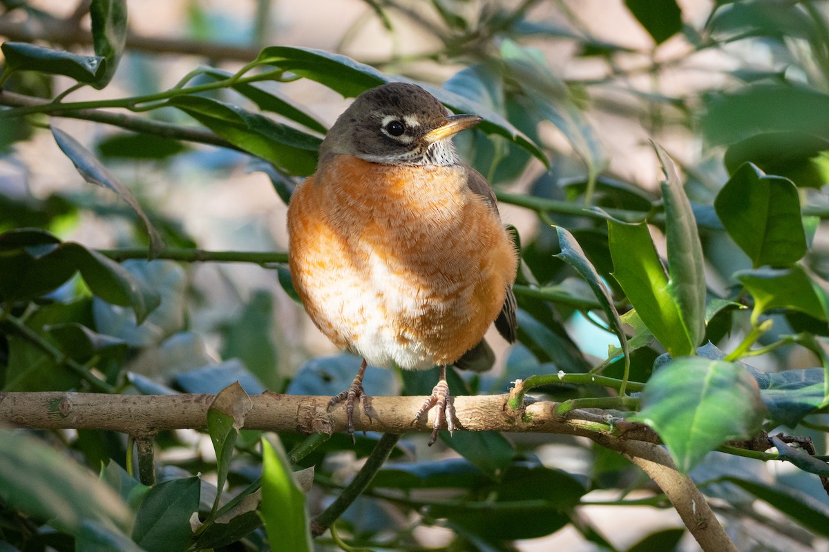 American Robin - ML203225081