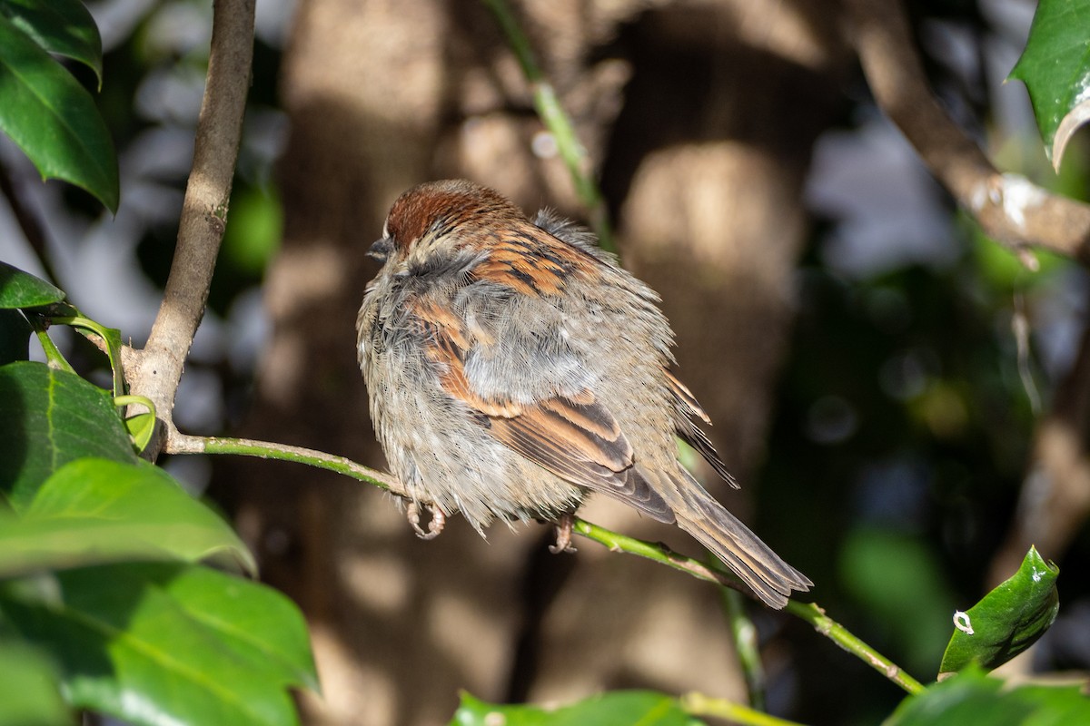 House Sparrow - ML203225201