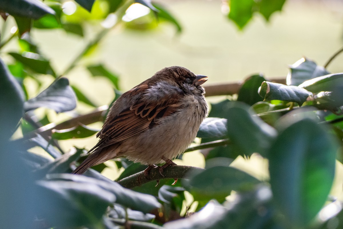 House Sparrow - ML203225361