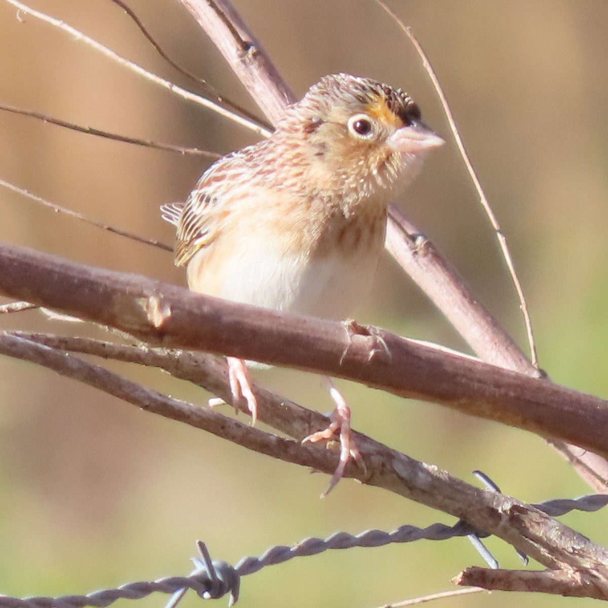 Grasshopper Sparrow - ML203225381