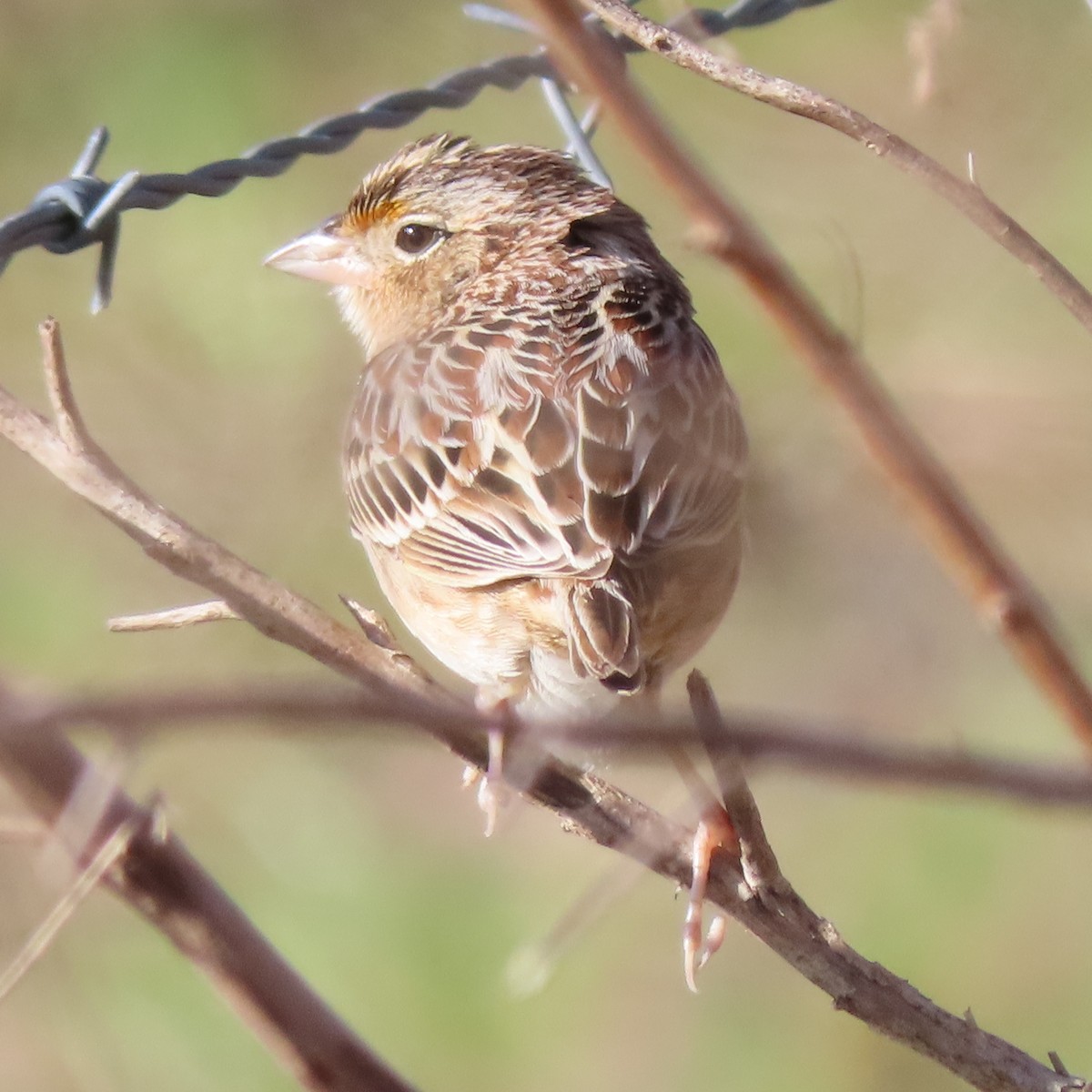 Grasshopper Sparrow - ML203225431