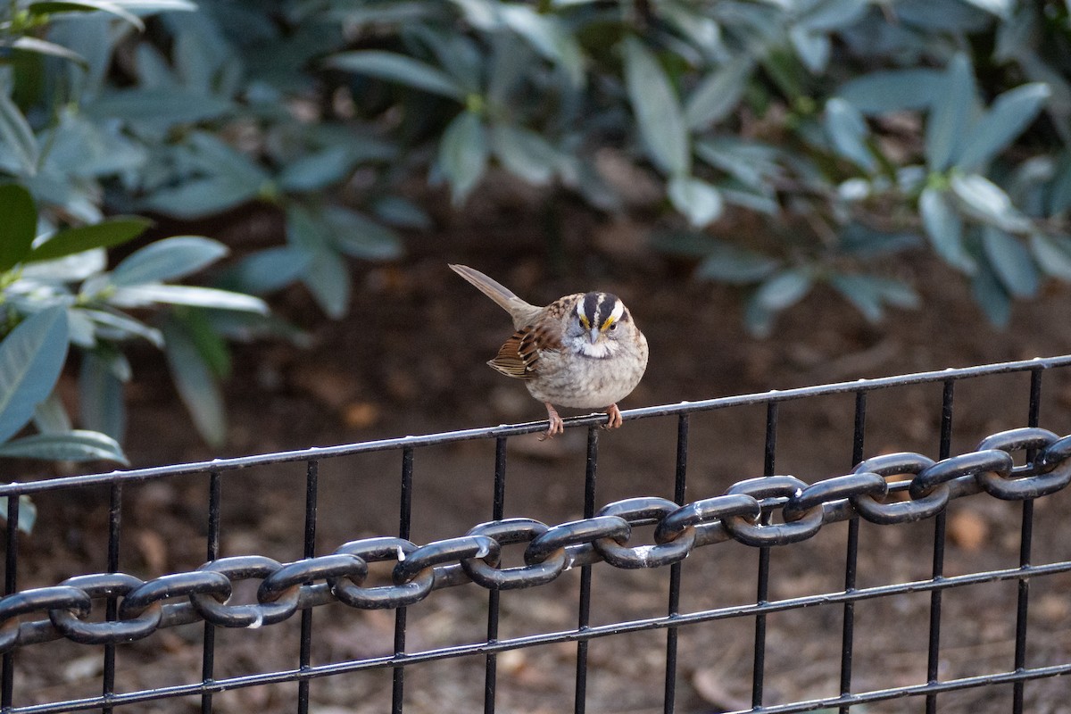 White-throated Sparrow - ML203225631