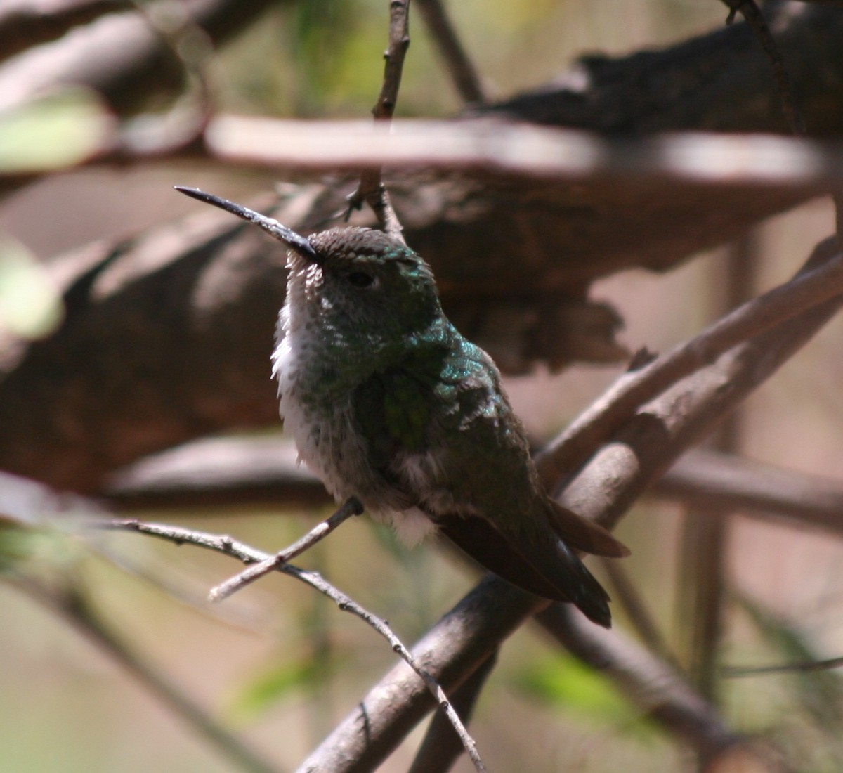 White-bellied Hummingbird - ML203225771