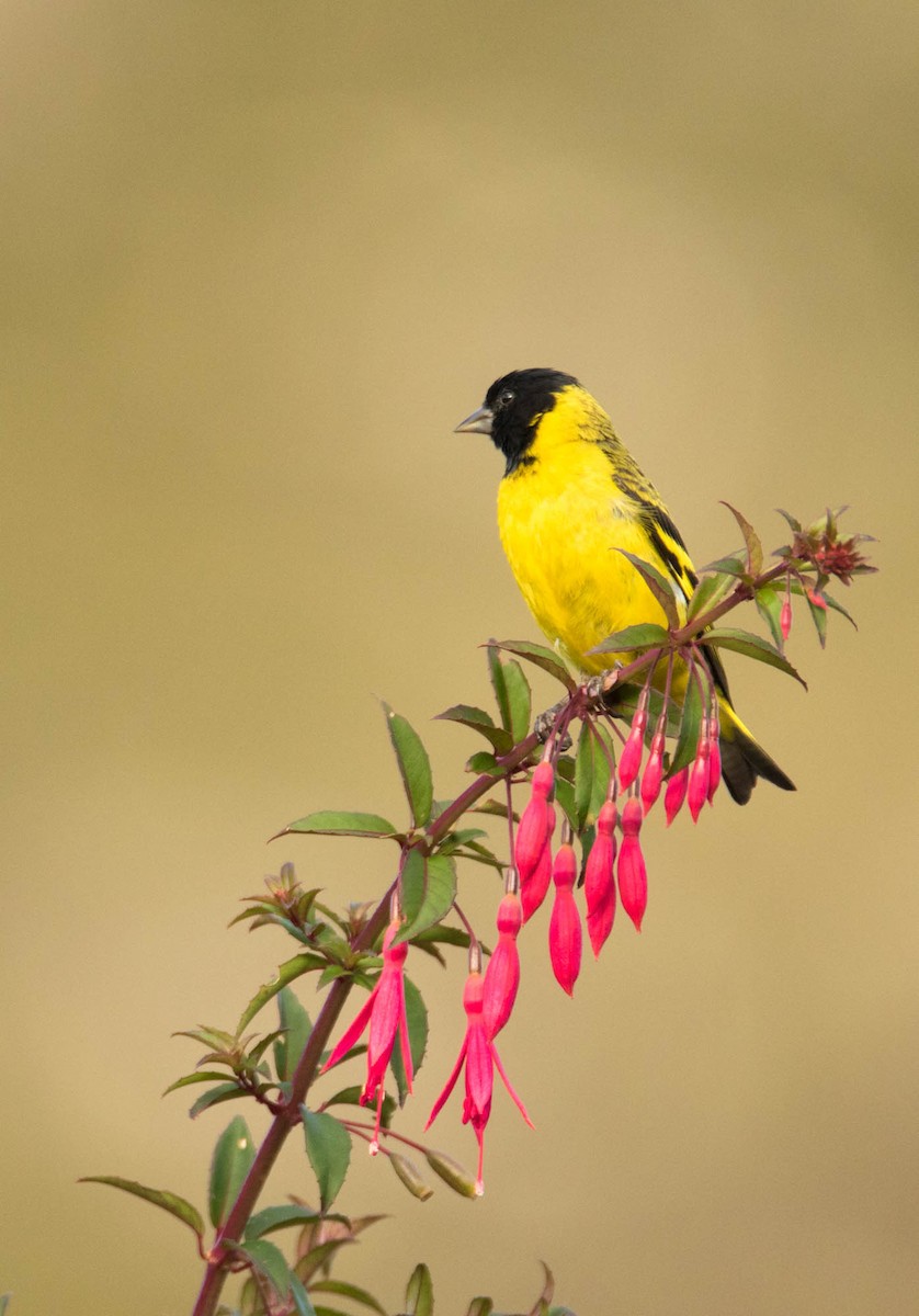 Hooded Siskin - ML203225811