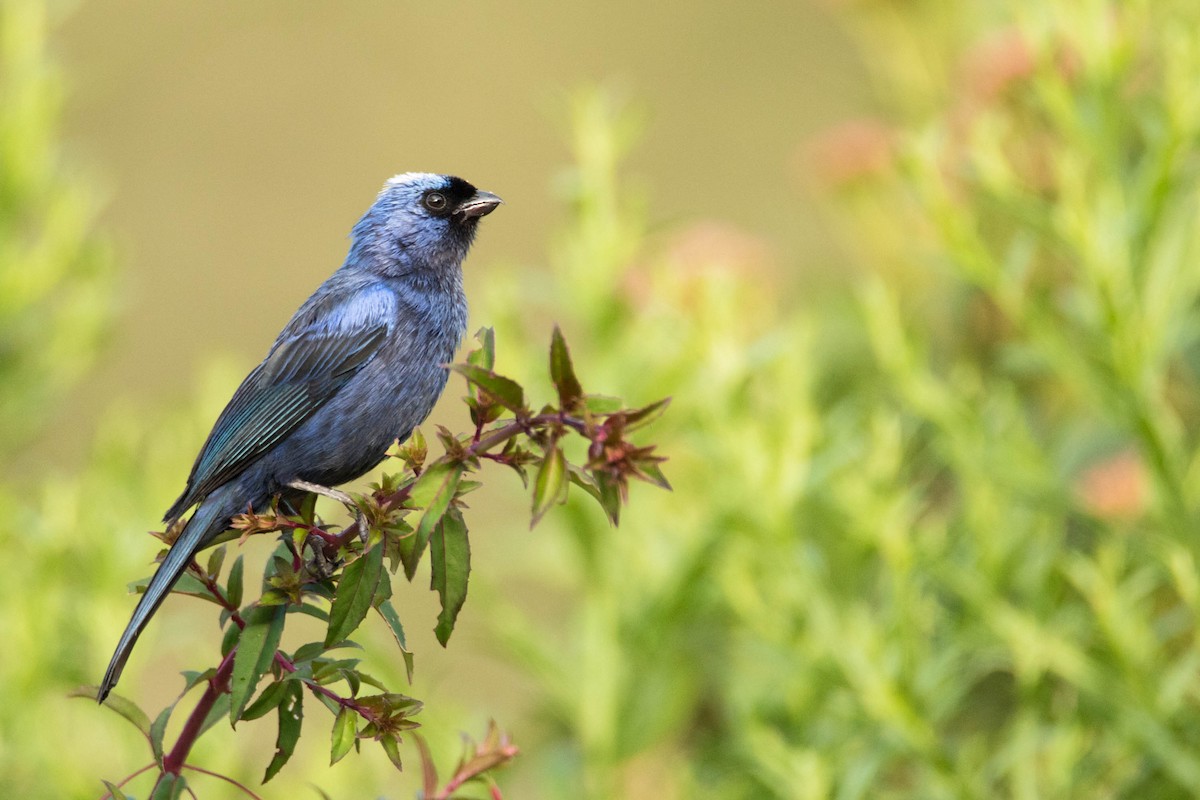 Diademed Tanager - Luana Bianquini