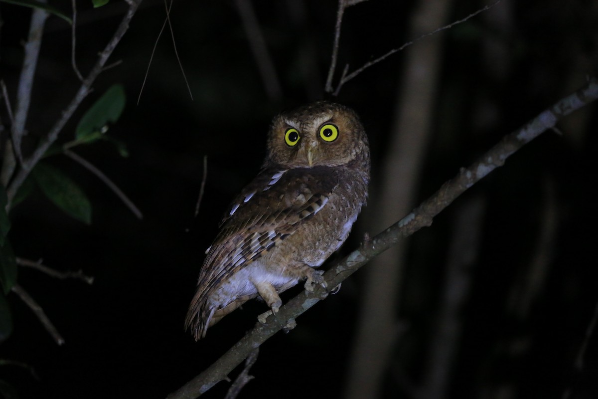 Mountain Scops-Owl - ML203225931