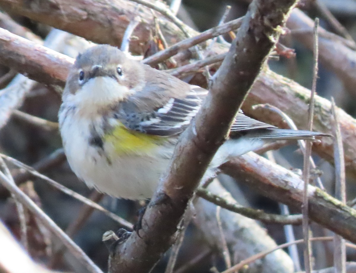 Yellow-rumped Warbler (Myrtle) - ML203225941