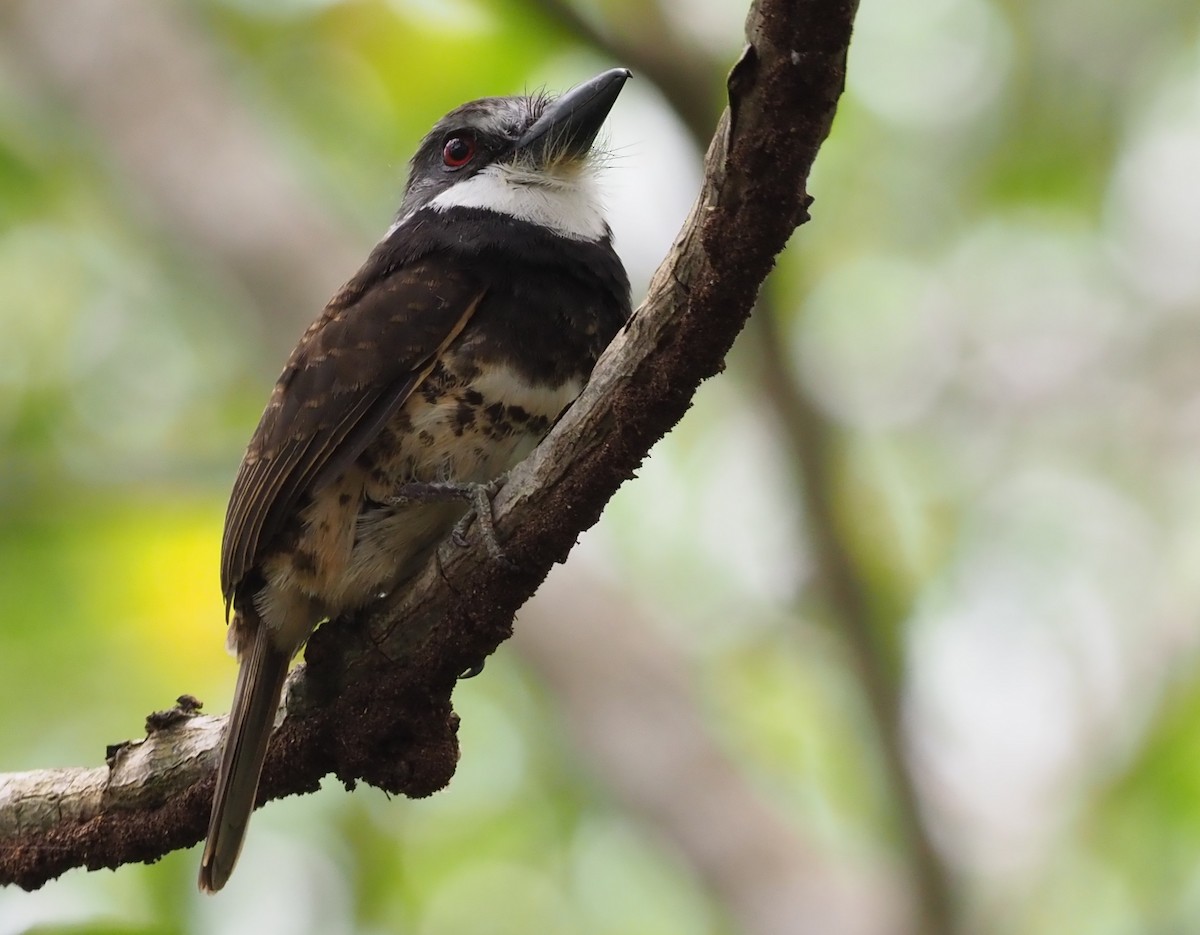 Sooty-capped Puffbird - Stephan Lorenz / Rockjumper Birding Tours
