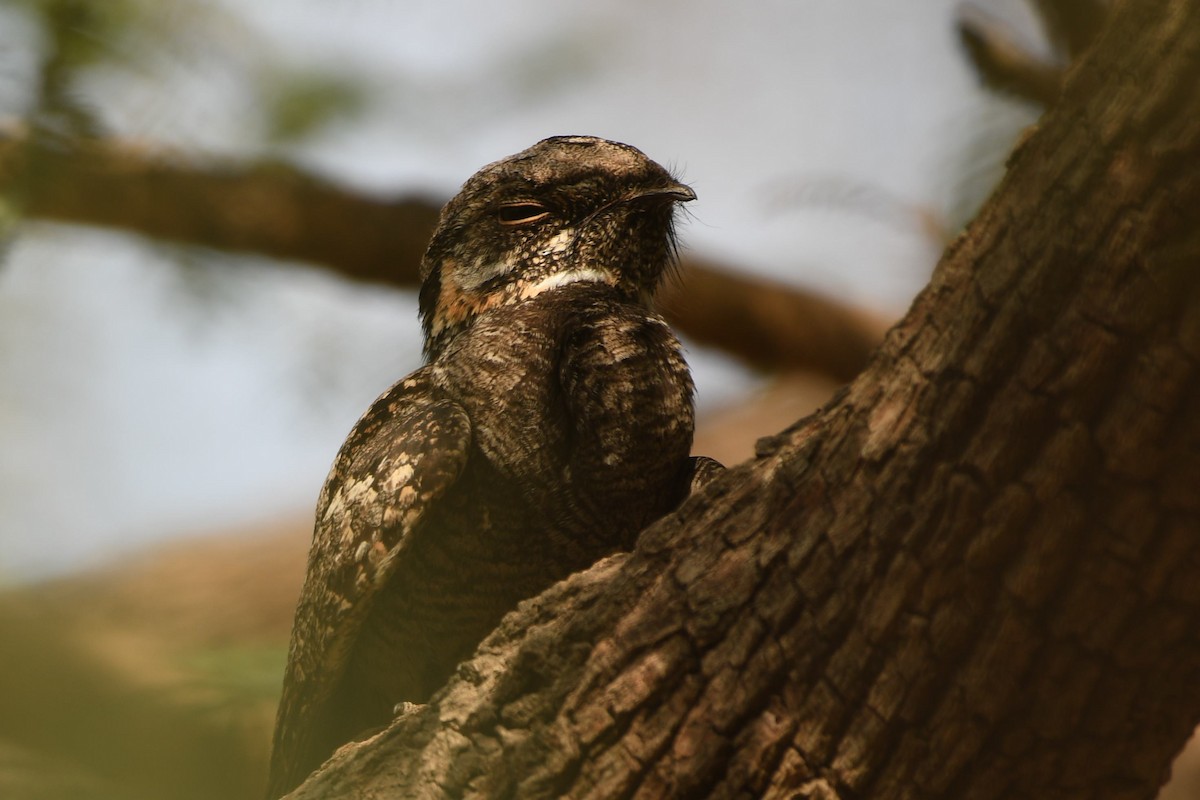 Jungle Nightjar - Dhyey Shah