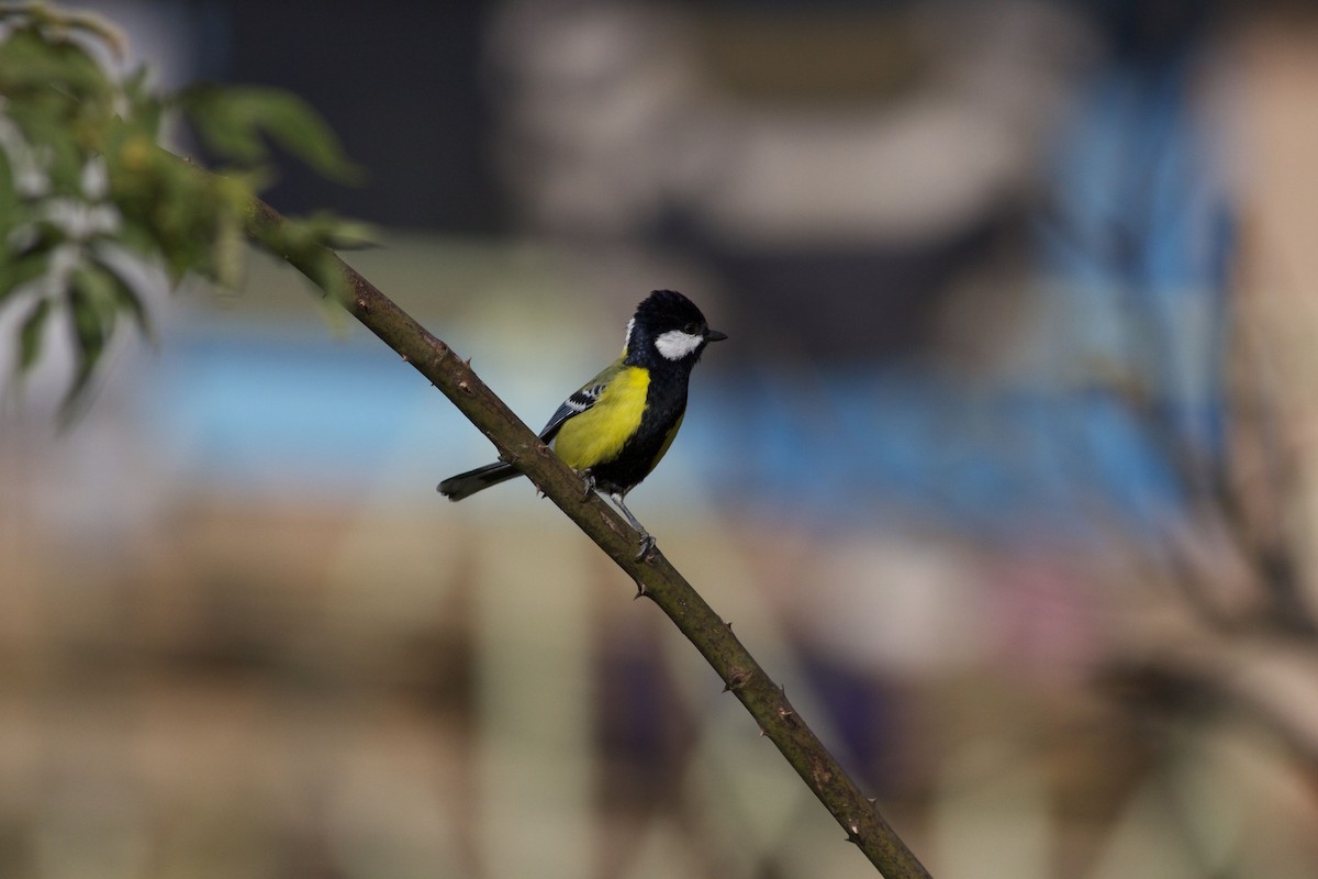 Green-backed Tit - ML203226931