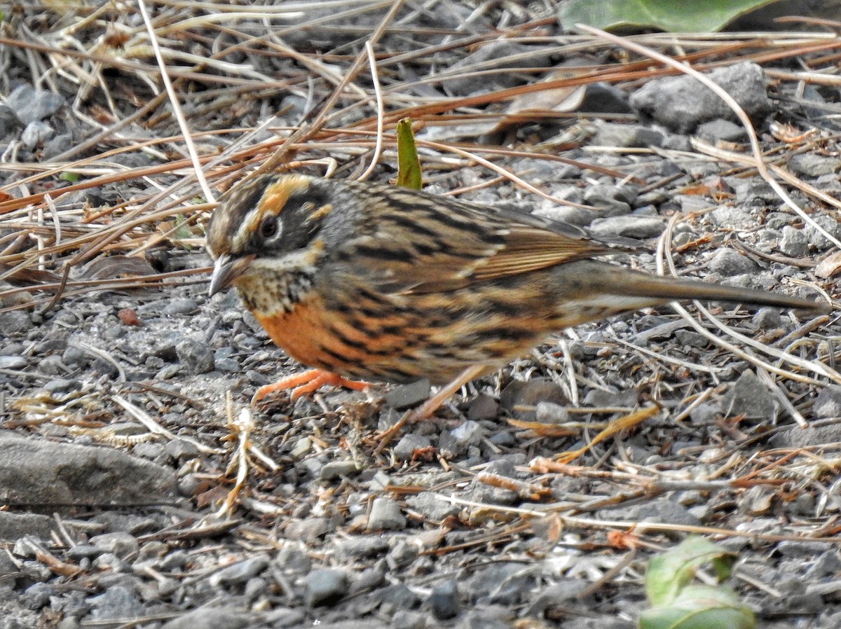 Rufous-breasted Accentor - ML203227601