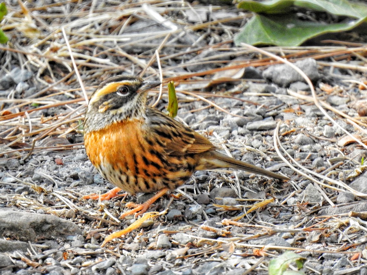 Rufous-breasted Accentor - ML203227681